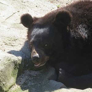Asiatic Black Bear 150216