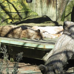 Eurasian Lynx 150216