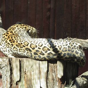 North Persian Leopard 150216