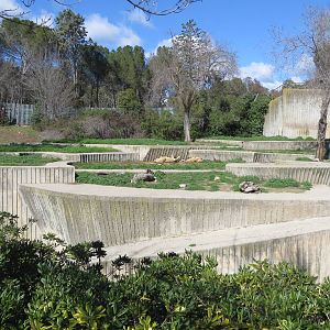 Barbary Lion enclosure 150216