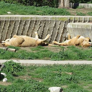 Barbary Lions 150216