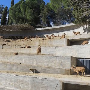 Barbary Sheep enclosure 150216