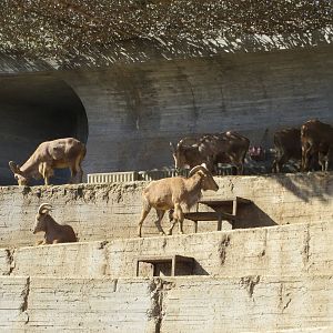Barbary Sheep enclosure 150216