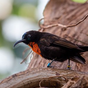Scarlet-chested sunbird : Cotswold WP : 16 Jan 2016