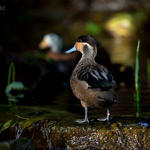 Hottentot teal : Cotswold WP : 16 Jan 2016