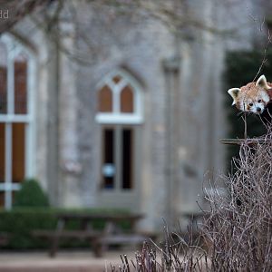 Red panda : Cotswold WP : 16 Jan 2016