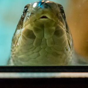 Spectacled cobra : Cotswold WP : 16 Jan 2016