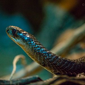 Spectacled cobra : Cotswold WP : 16 Jan 2016
