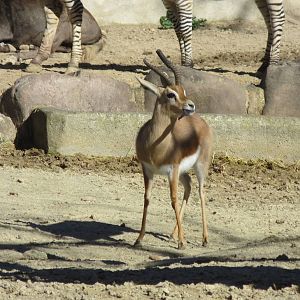 Dorcas Gazelle 150216