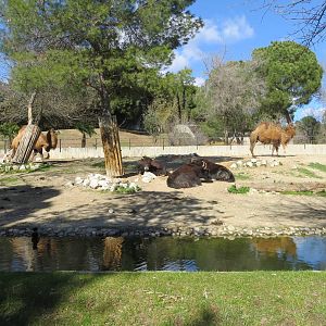 Bactrian Camel and Yak enclosure 150216