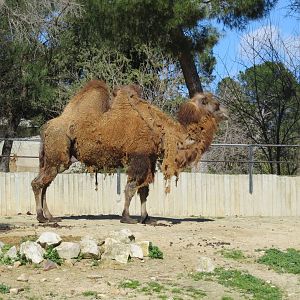 Bactrian Camel 150216