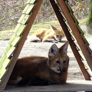 Maned Wolves
