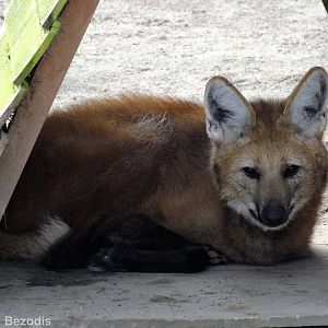 Maned Wolf