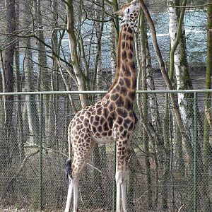 Rothschild's Giraffe