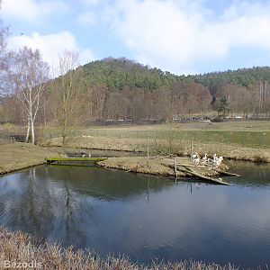 Pelican Enclosure, with Hungarian Cattle Enclosure Behind