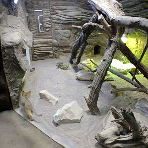 Sand Cat Indoor Enclosure in the Lion house