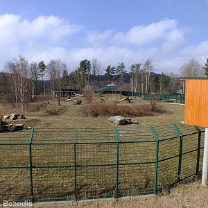 Lion Outdoor Enclosure
