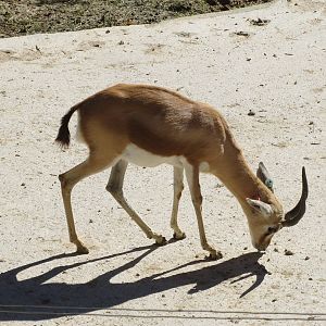 Dorcas Gazelle 150216
