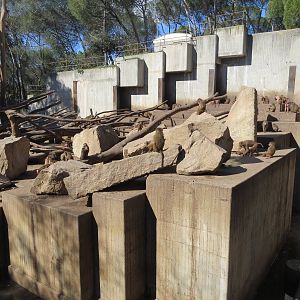 Hamadryas Baboon enclosure 150216