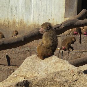 Hamadryas Baboons 150216
