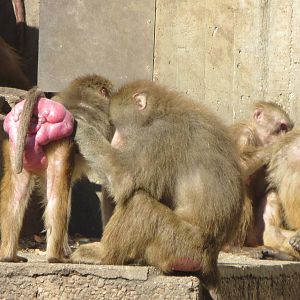 Hamadryas Baboons 150216