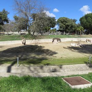 Southern White Rhinoceros enclosure 150216