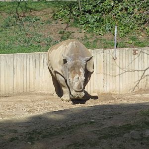 Southern White Rhinoceros 150216