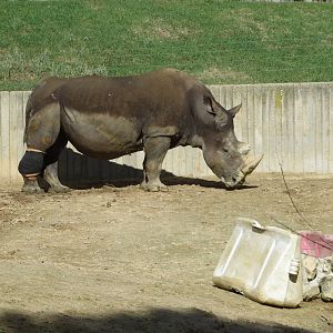 Southern White Rhinoceros with leg strapping 150216