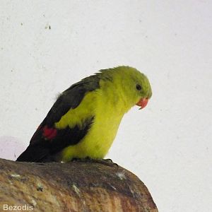 Regent Parrot