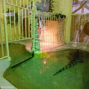 Broad-snouted Caiman Enclosure