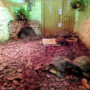 Mixed Tortoise Enclosure