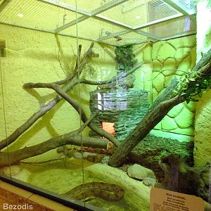 Boa Constrictor Enclosure