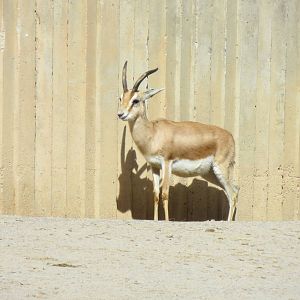Dorcas Gazelle 150216