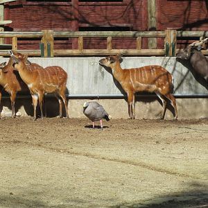 Western Sitatungas and Cape Barren Goose 150216