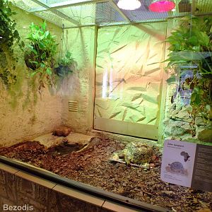 Leopard Tortoise Enclosure