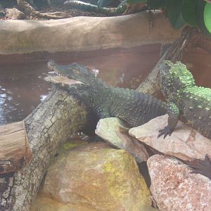 West African Dwarf Crocodiles