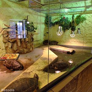 Giant River Turtle and Giant Asian Pond Turtle Enclosure