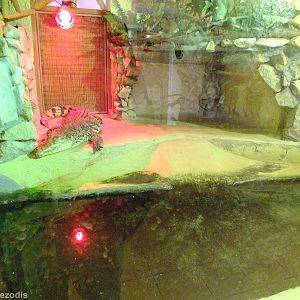 Cuban Crocodile Enclosure