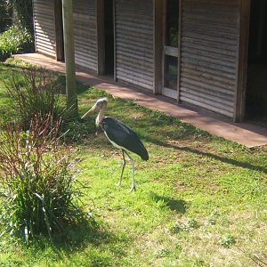 Lesser Adjutant Stork