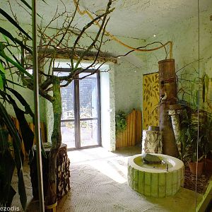 Von Der Decken's Hornbill