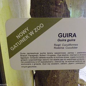 Sign about New Guira Cuckoos