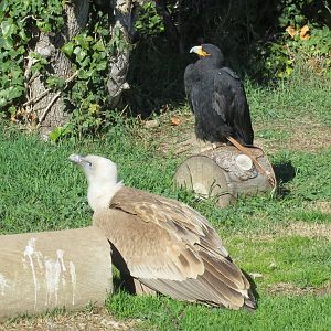 Verreauxs Eagle and Western Eurasian Griffon Vulture 150216