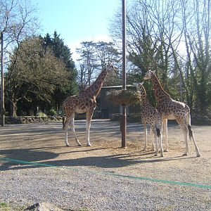 Rothschild`s Giraffe herd