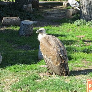 Western Eurasian Griffon Vulture 150216