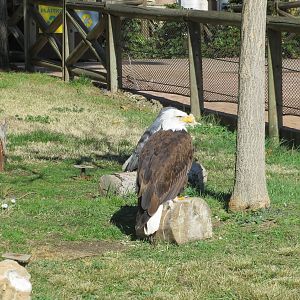 Bald Eagle 150216
