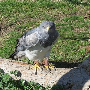 Black-chested Buzzard-eagle 150216