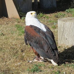 African Fish Eagle 150216