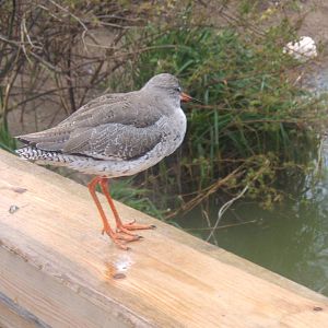 Common Redshank