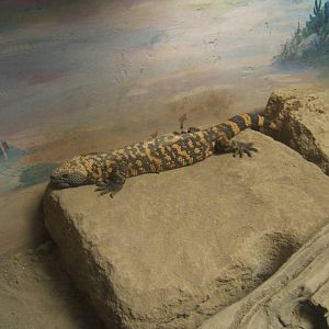 Gila Monster