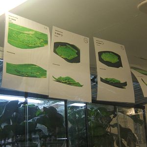 Frog id in the Amphibian Pods